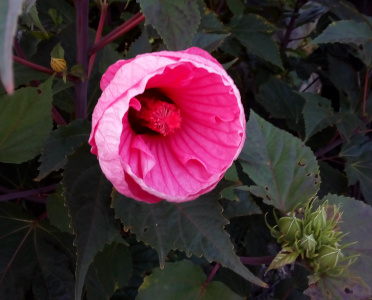 [A front view of a single pink bloom with its overlapping petals curled into a cup shape. It is hard to see each petal because they are overlapped so much. Protruding from the very inner part of the cup is the stamen with all its tiny flowers, but the entire thing looks short because it is fully within the cup.]